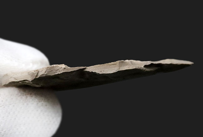 古代の虫が満載！中国北部地方のジュラ紀の虫が多数眠る群集化石（その6）