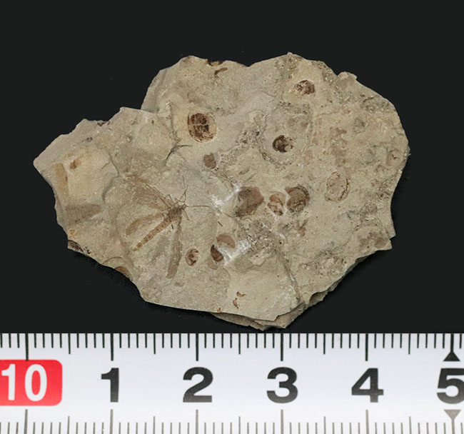 古代の虫が満載！中国北部地方のジュラ紀の虫が多数眠る群集化石（その7）