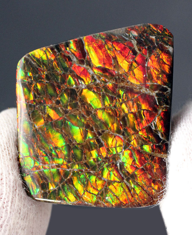 生物起源の宝石の一つ、カナダ・ロッキー山脈の東側斜面でのみ採集されるアンモライト(Ammolite)のピース。ドラゴンスキン模様。(その1)