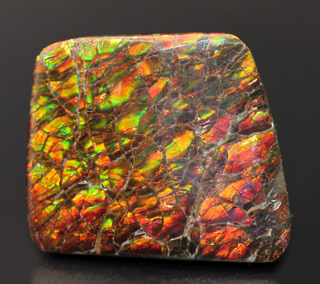 生物起源の宝石の一つ、カナダ・ロッキー山脈の東側斜面でのみ採集されるアンモライト(Ammolite)のピース。ドラゴンスキン模様。(その2)