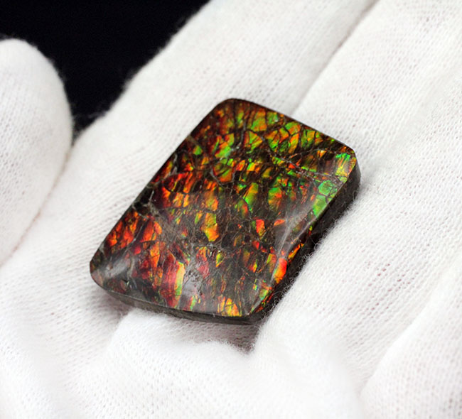生物起源の宝石の一つ、カナダ・ロッキー山脈の東側斜面でのみ採集されるアンモライト(Ammolite)のピース。ドラゴンスキン模様。(その3)