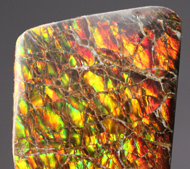 生物起源の宝石の一つ、カナダ・ロッキー山脈の東側斜面でのみ採集されるアンモライト（Ammolite）のピース。ドラゴンスキン模様。（その5）