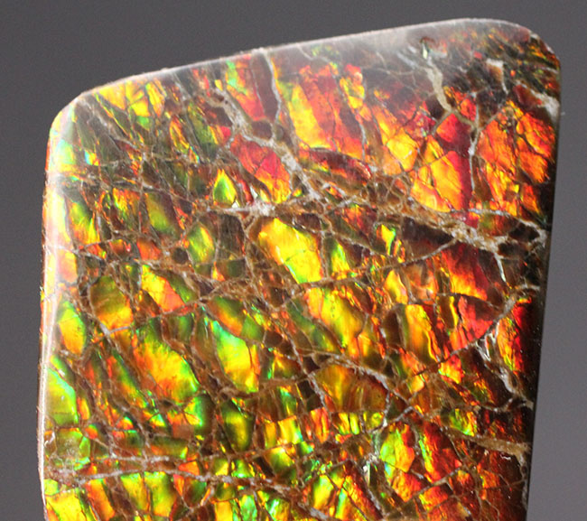 生物起源の宝石の一つ、カナダ・ロッキー山脈の東側斜面でのみ採集されるアンモライト(Ammolite)のピース。ドラゴンスキン模様。(その5)