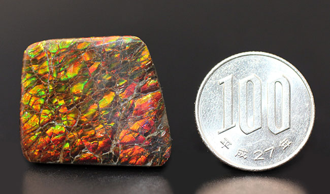 生物起源の宝石の一つ、カナダ・ロッキー山脈の東側斜面でのみ採集されるアンモライト（Ammolite）のピース。ドラゴンスキン模様。（その6）
