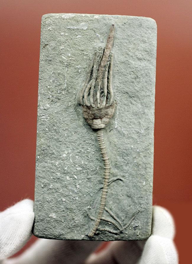 無補修&オールナチュラルの高品位ウミユリ(Macrocrinus mundulus)。米国インディアナ産。(その1)