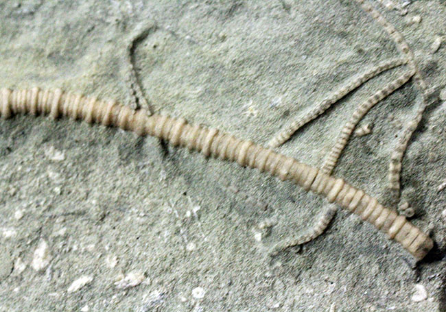 無補修&オールナチュラルの高品位ウミユリ(Macrocrinus mundulus)。米国インディアナ産。(その10)