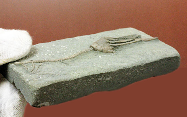 無補修&オールナチュラルの高品位ウミユリ(Macrocrinus mundulus)。米国インディアナ産。(その11)