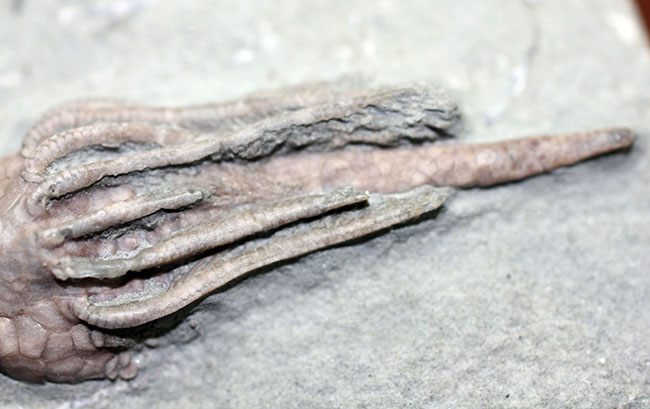 無補修&オールナチュラルの高品位ウミユリ(Macrocrinus mundulus)。米国インディアナ産。(その12)