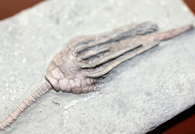 無補修&オールナチュラルの高品位ウミユリ(Macrocrinus mundulus)。米国インディアナ産。(その13)