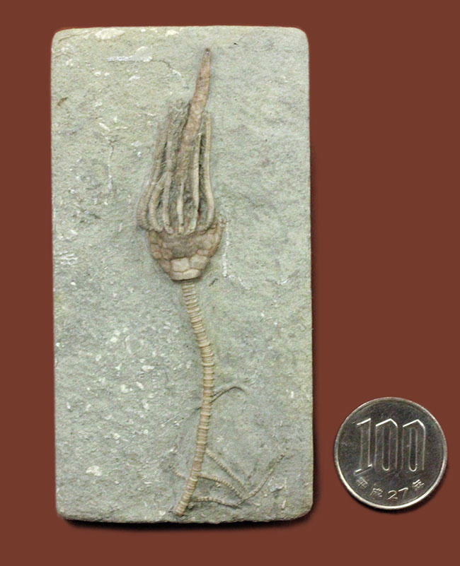 無補修&オールナチュラルの高品位ウミユリ(Macrocrinus mundulus)。米国インディアナ産。(その15)