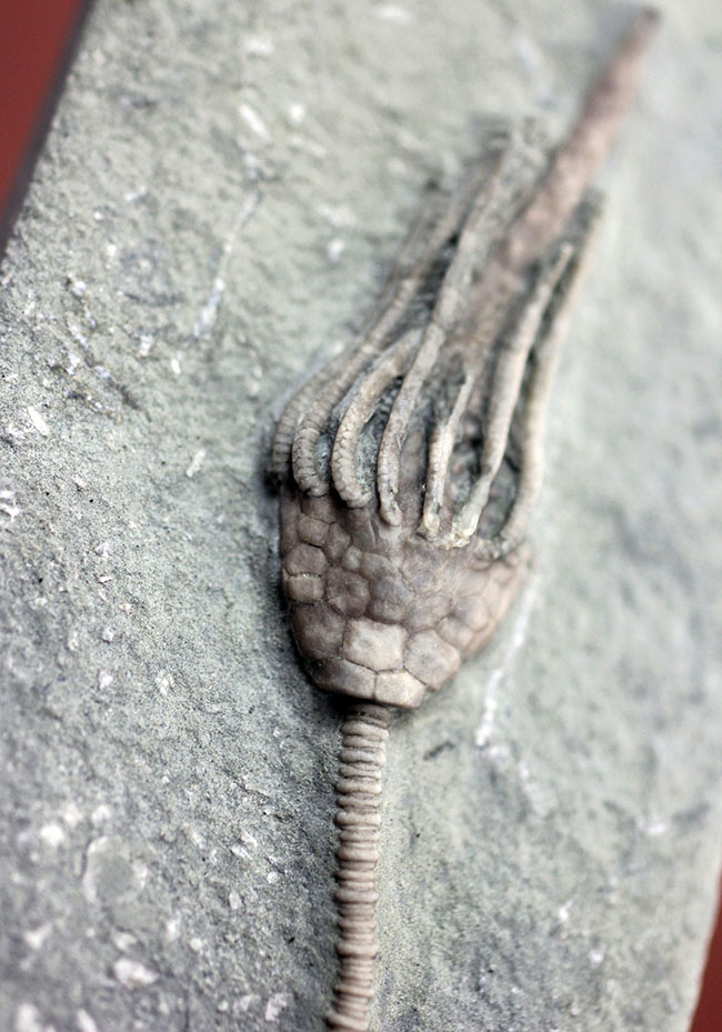 無補修&オールナチュラルの高品位ウミユリ(Macrocrinus mundulus)。米国インディアナ産。(その2)