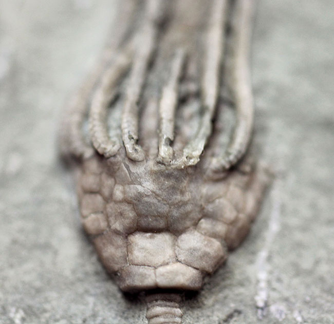 無補修&オールナチュラルの高品位ウミユリ(Macrocrinus mundulus)。米国インディアナ産。(その3)