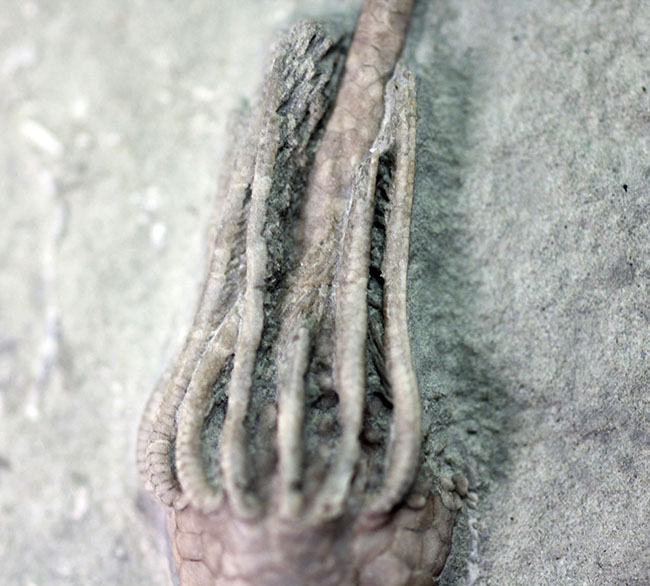 無補修&オールナチュラルの高品位ウミユリ(Macrocrinus mundulus)。米国インディアナ産。(その4)