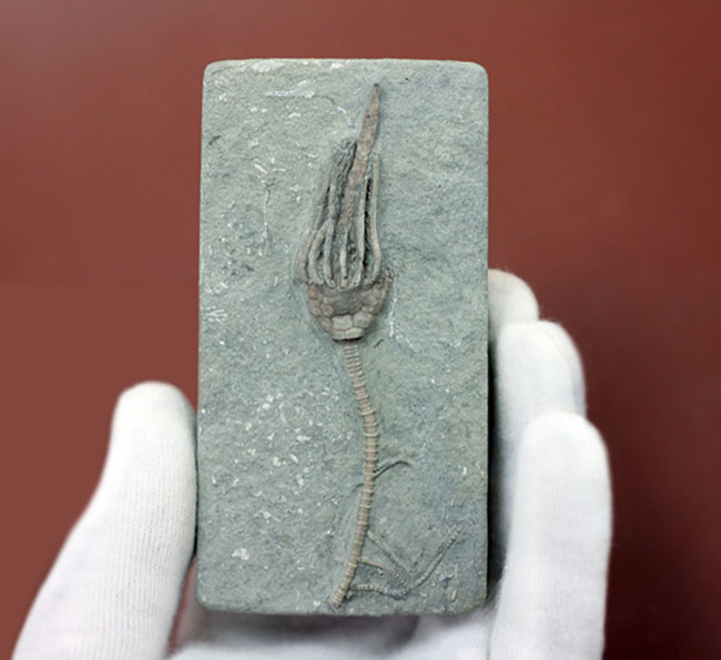 無補修&オールナチュラルの高品位ウミユリ(Macrocrinus mundulus)。米国インディアナ産。(その5)