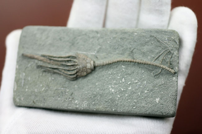 無補修&オールナチュラルの高品位ウミユリ(Macrocrinus mundulus)。米国インディアナ産。(その6)
