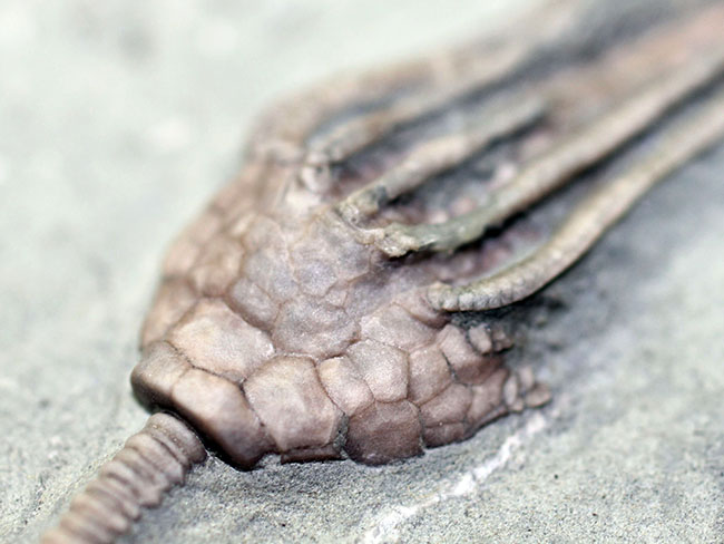 無補修&オールナチュラルの高品位ウミユリ(Macrocrinus mundulus)。米国インディアナ産。(その7)