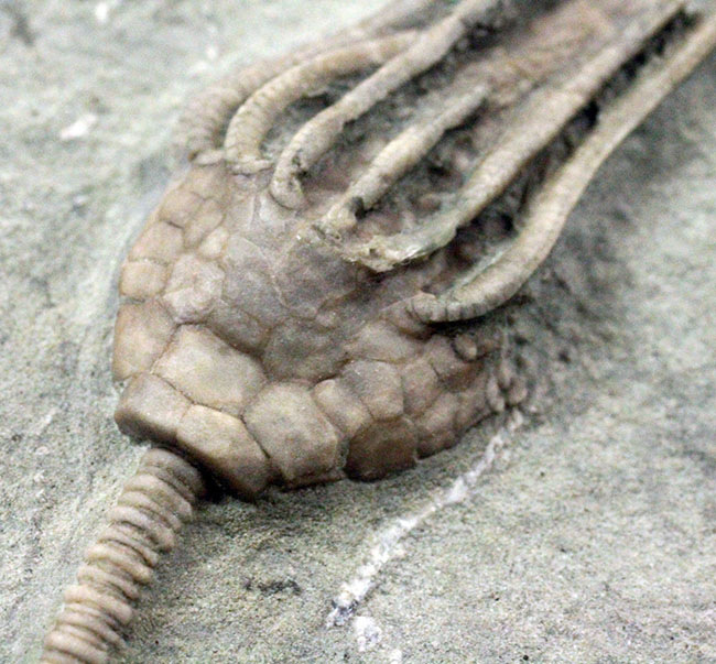 無補修&オールナチュラルの高品位ウミユリ(Macrocrinus mundulus)。米国インディアナ産。(その8)