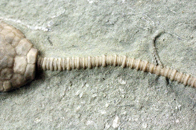 無補修&オールナチュラルの高品位ウミユリ(Macrocrinus mundulus)。米国インディアナ産。(その9)