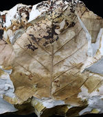 マニアックシリーズ！保存状態抜群！大サイズ！兵庫県神戸産生々しさ画感じるヌマミズキ属の木の葉化石