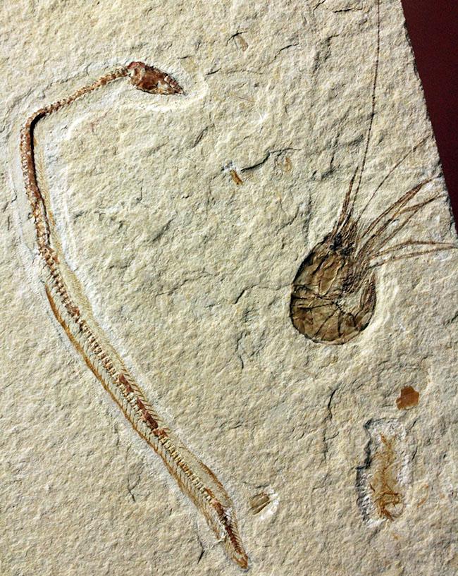 極めて希少、初期のウナギとエビが同居したプレート化石。白亜紀初期、レバノン産。（その1）