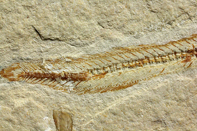 極めて希少、初期のウナギとエビが同居したプレート化石。白亜紀初期、レバノン産。（その10）