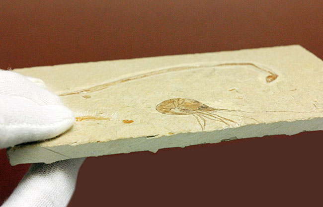 極めて希少、初期のウナギとエビが同居したプレート化石。白亜紀初期、レバノン産。（その12）