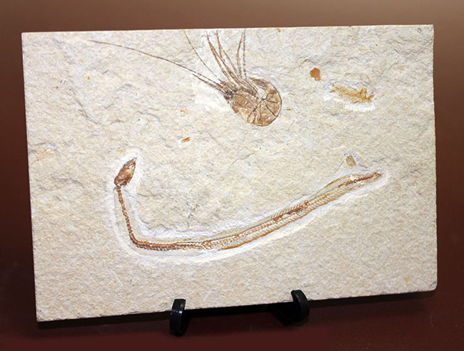 極めて希少、初期のウナギとエビが同居したプレート化石。白亜紀初期、レバノン産。（その13）