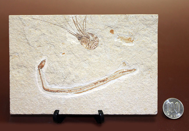 極めて希少、初期のウナギとエビが同居したプレート化石。白亜紀初期、レバノン産。（その14）