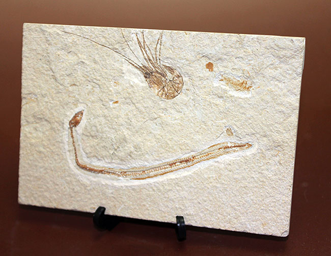 極めて希少、初期のウナギとエビが同居したプレート化石。白亜紀初期、レバノン産。（その3）