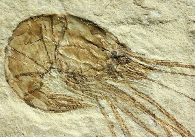 極めて希少、初期のウナギとエビが同居したプレート化石。白亜紀初期、レバノン産。（その5）