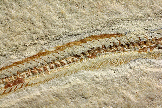 極めて希少、初期のウナギとエビが同居したプレート化石。白亜紀初期、レバノン産。（その9）