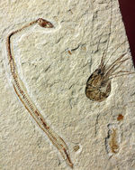 極めて希少、初期のウナギとエビが同居したプレート化石。白亜紀初期、レバノン産。