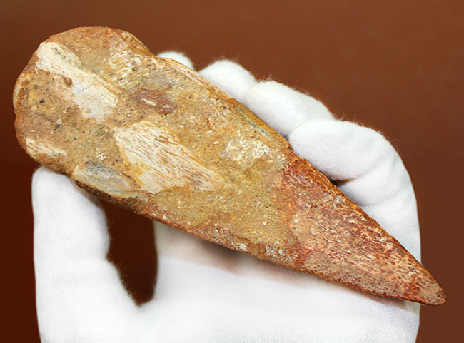 これぞ博物館級！これ以上望めない抜群のフォルム、巨大（13センチ