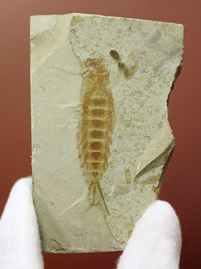 直線計測４６ミリの大きなカゲロウの幼虫（Ephemeropsis sp.）の化石（その1）