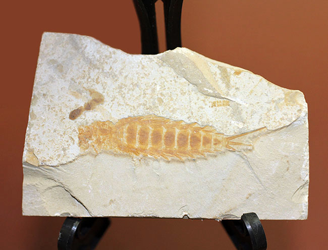 直線計測４６ミリの大きなカゲロウの幼虫（Ephemeropsis sp.）の化石（その10）