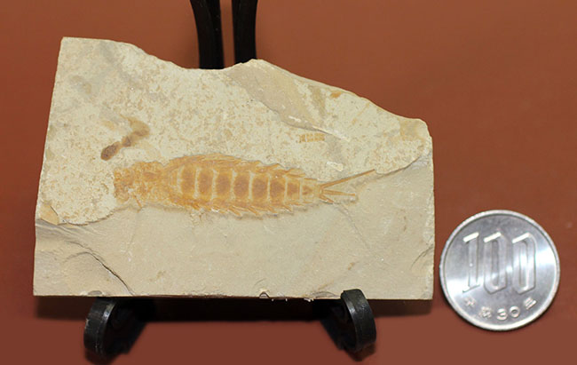 直線計測４６ミリの大きなカゲロウの幼虫（Ephemeropsis sp.）の化石（その11）