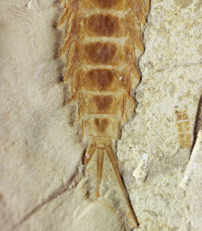 直線計測４６ミリの大きなカゲロウの幼虫（Ephemeropsis sp.）の化石（その3）