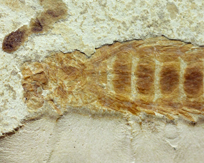 直線計測４６ミリの大きなカゲロウの幼虫（Ephemeropsis sp.）の化石（その8）