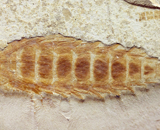直線計測４６ミリの大きなカゲロウの幼虫（Ephemeropsis sp.）の化石（その9）