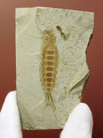 直線計測４６ミリの大きなカゲロウの幼虫（Ephemeropsis sp.）の化石