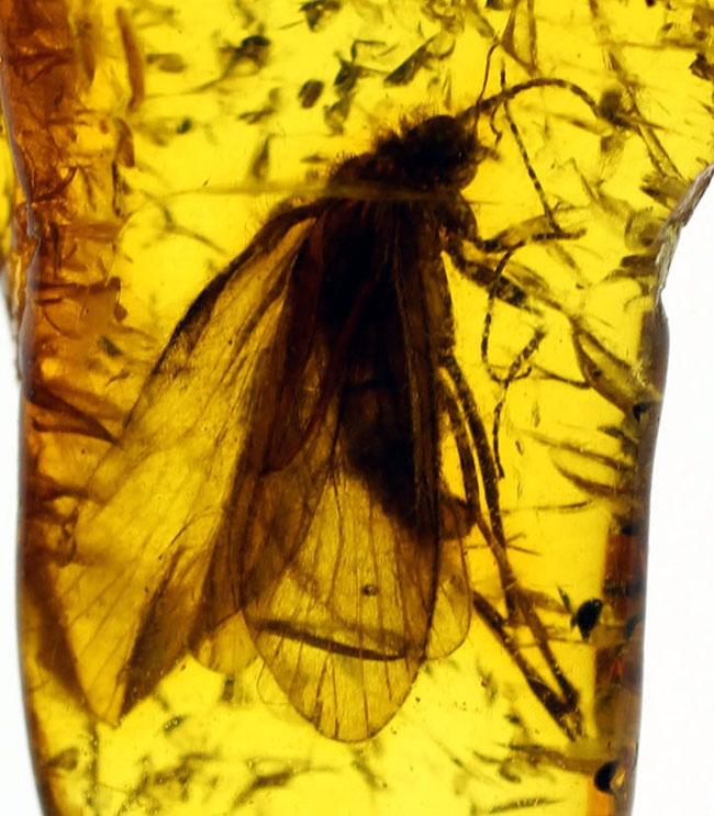 翅脈が鮮明！大きなトビケラが内包されたバルト海産の虫入り琥珀(Amber)。専用ケース付き。（その1）