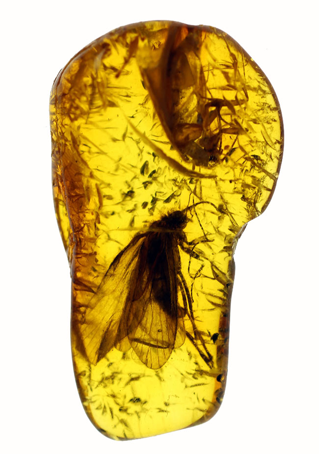 翅脈が鮮明!大きなトビケラが内包されたバルト海産の虫入り琥珀(Amber)。専用ケース付き。(その2)