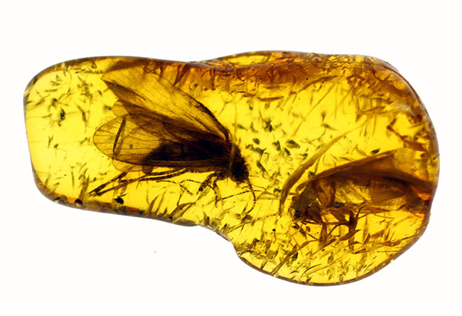 翅脈が鮮明！大きなトビケラが内包されたバルト海産の虫入り琥珀(Amber