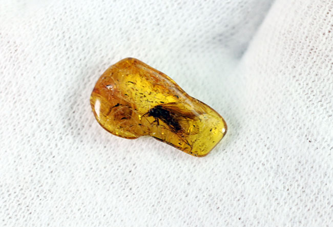 翅脈が鮮明!大きなトビケラが内包されたバルト海産の虫入り琥珀(Amber)。専用ケース付き。(その5)