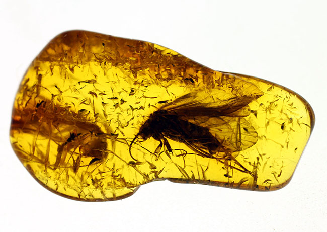翅脈が鮮明!大きなトビケラが内包されたバルト海産の虫入り琥珀(Amber)。専用ケース付き。(その6)