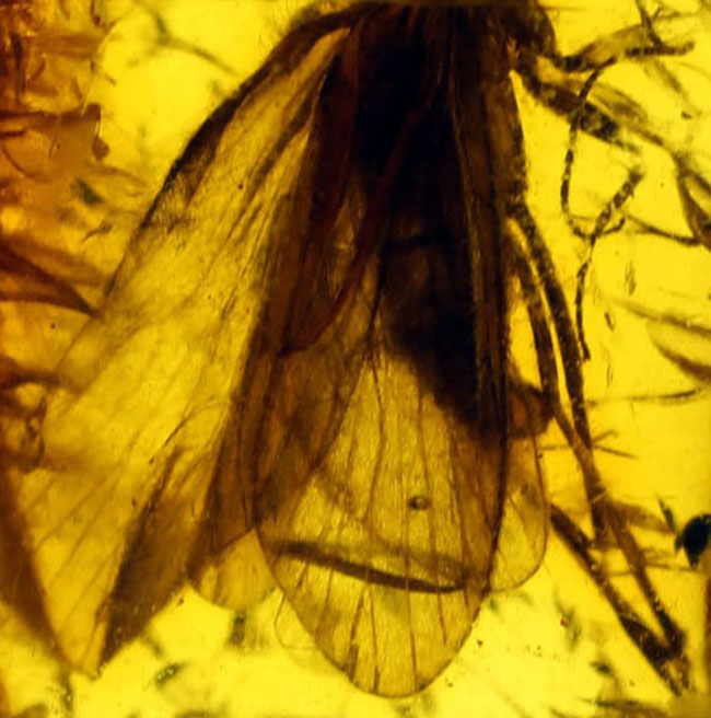 翅脈が鮮明！大きなトビケラが内包されたバルト海産の虫入り琥珀(Amber)。専用ケース付き。（その7）