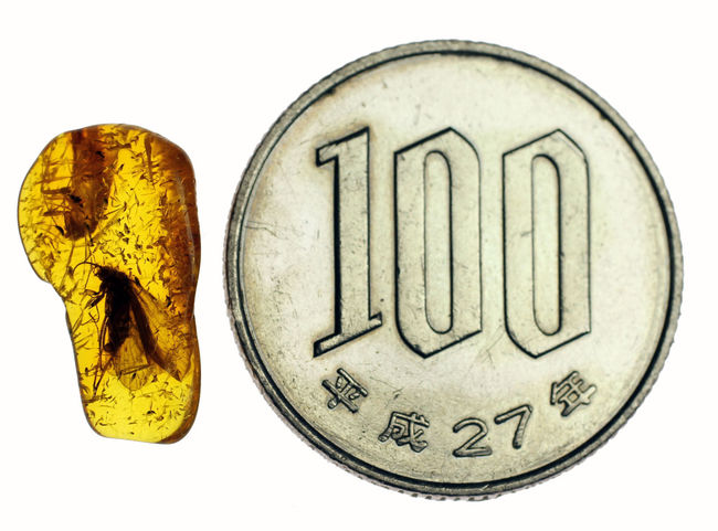 翅脈が鮮明！大きなトビケラが内包されたバルト海産の虫入り琥珀(Amber