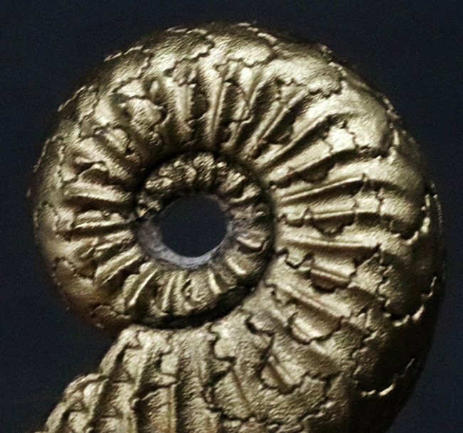 ドイツ・ブッテンハイムのジュラ紀の地層から採集された、黄鉄鉱