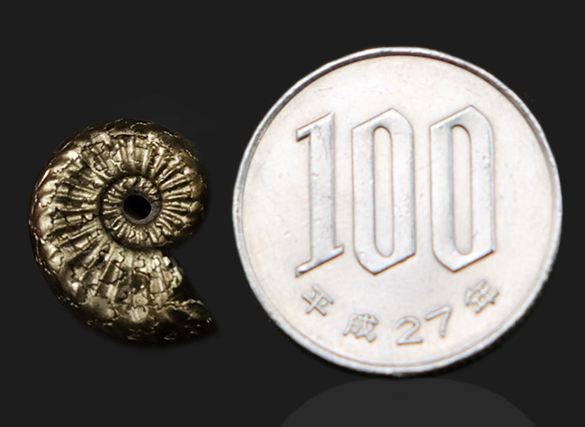 ドイツ・ブッテンハイムのジュラ紀の地層から採集された、黄鉄鉱