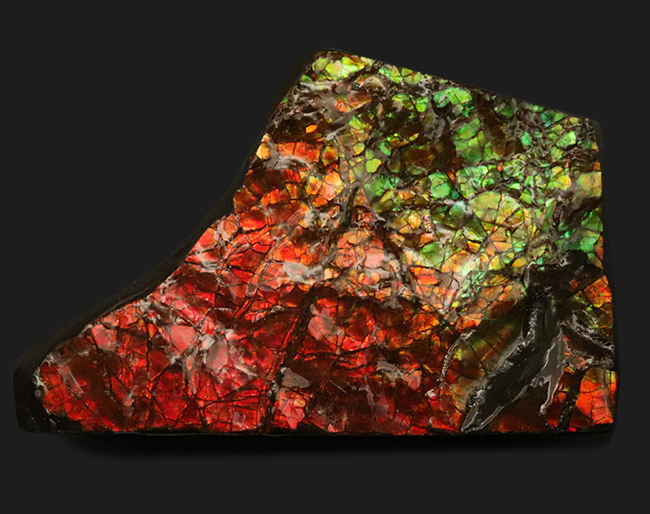 素晴らしい赤、緑、第第を呈する！両面が光る！カナダ・アルバータ州産アンモライト（Ammolite）のピース（その1）